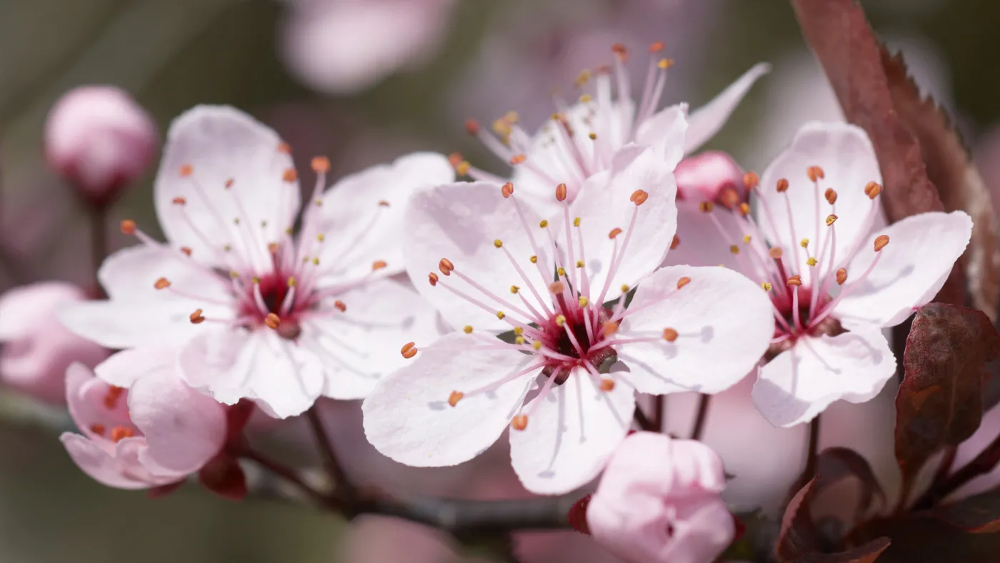 Cherry blossoms