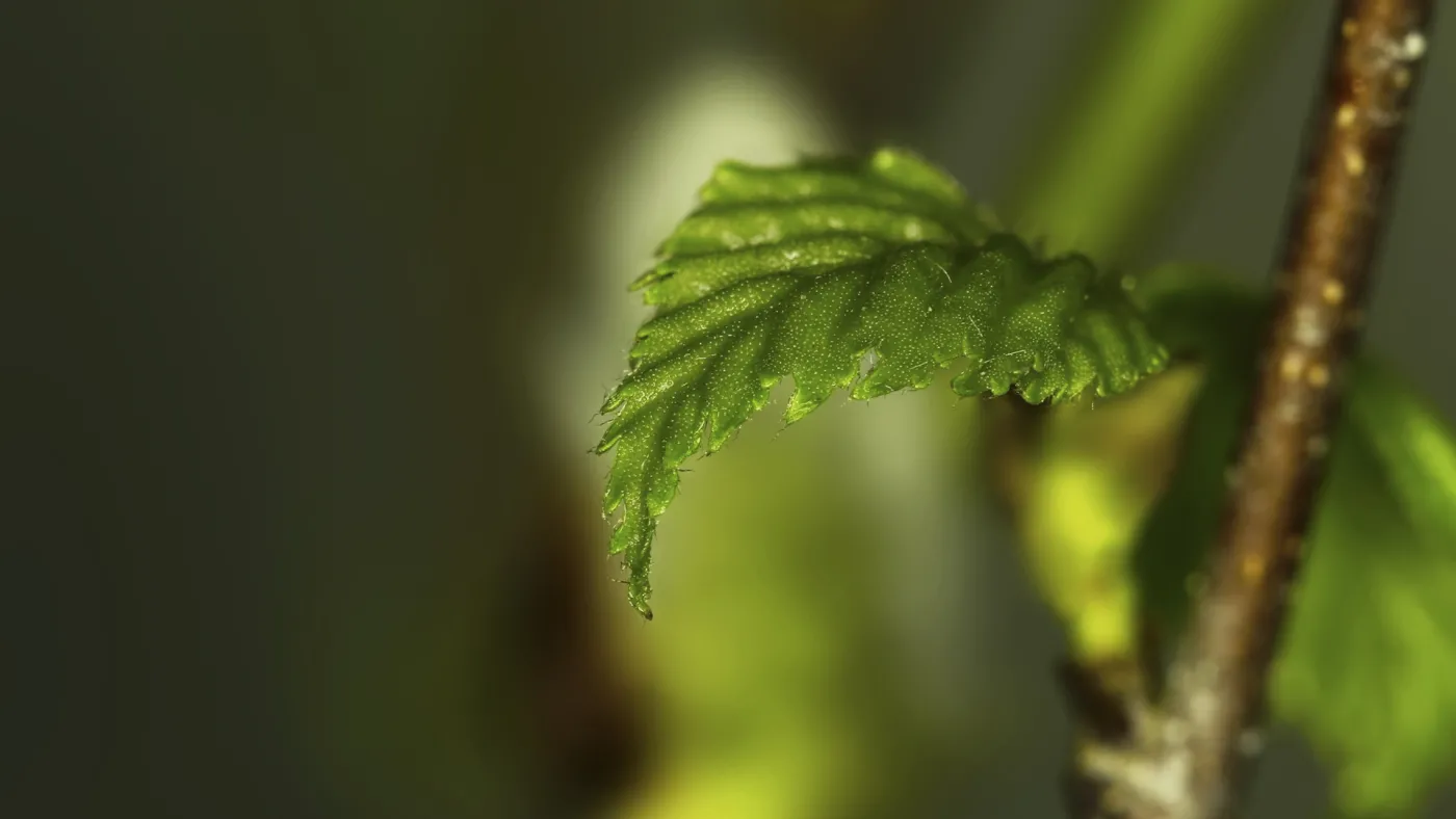 Green leaf on a tree branch