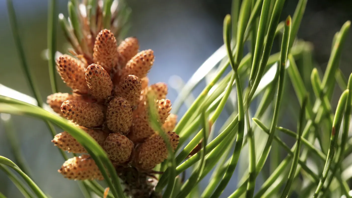 Flower bud on branch