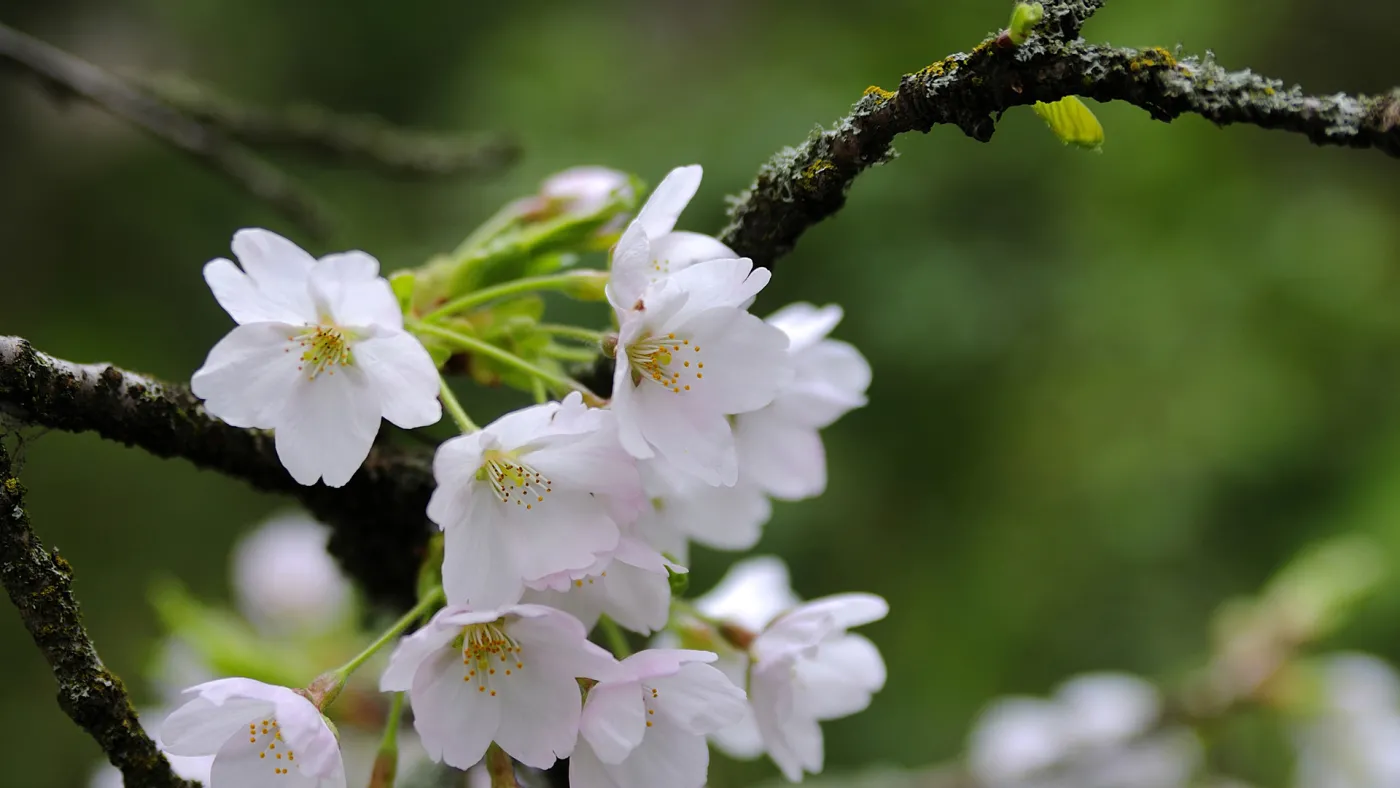 Beautiful white flowers on a branch