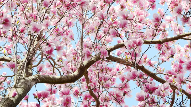 A cherry blossom tree
